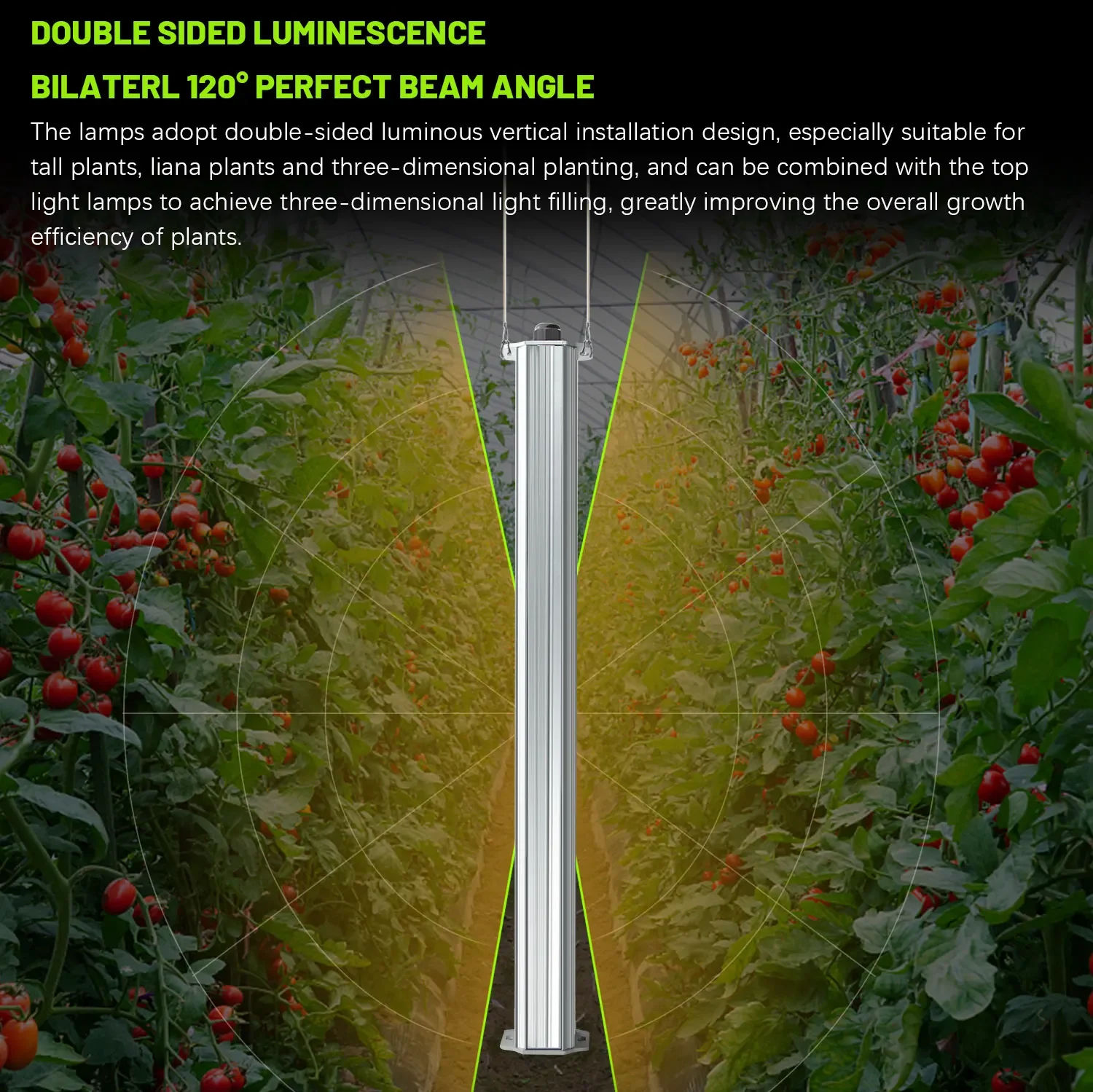 Agriculture Tomato Farming - Melhor Sistema de Cultivo Vertical Hidropônico