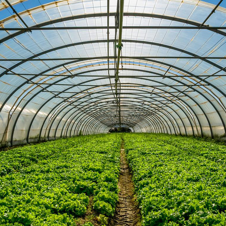 Estrutura de metal 8x30 comerc - Agriculture Tomato Farming avaliação e preço