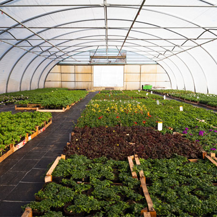 Estrutura de metal 8x30 comerc - Agriculture Tomato Farming avaliação e preço