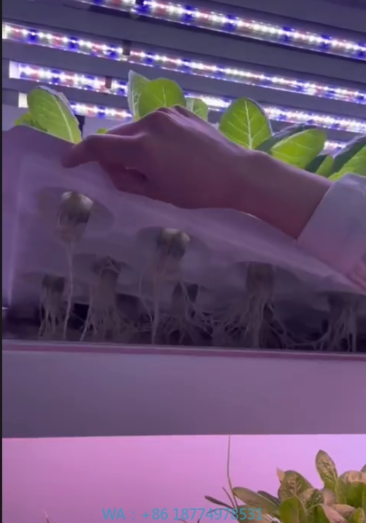 F Estufa Equipamento Agrícola  - Agriculture Farming Vegetables avaliação e preço