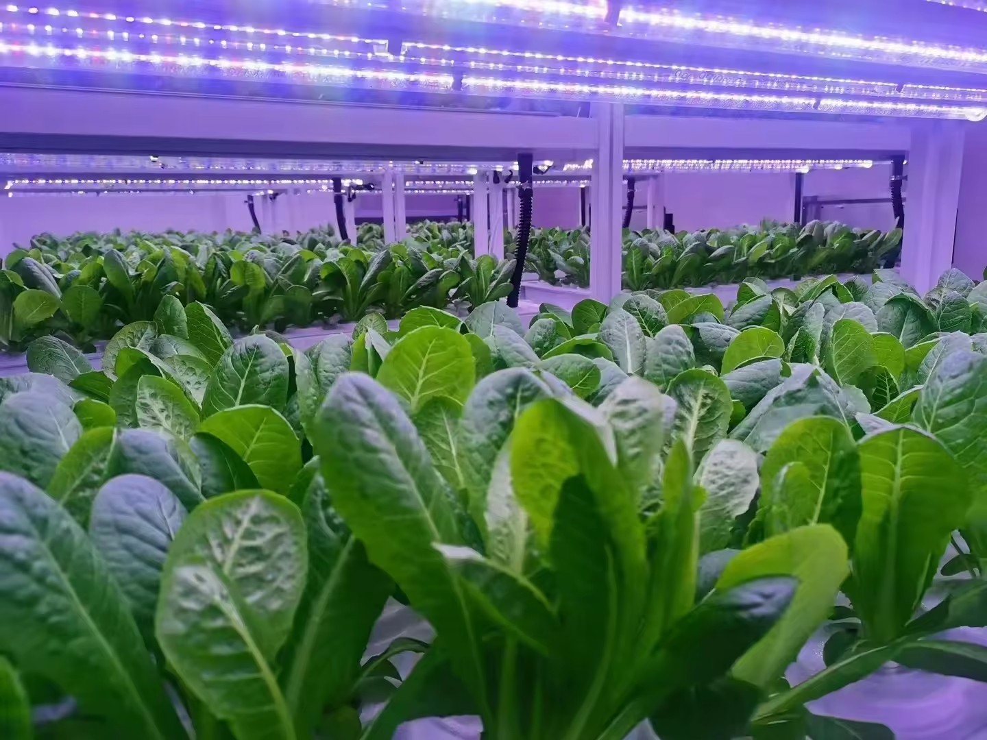 F Estufa Equipamento Agrícola  - Agriculture Farming Vegetables avaliação e preço