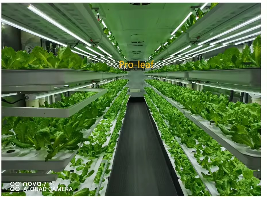 F Estufa Equipamento Agrícola  - Agriculture Farming Vegetables avaliação e preço
